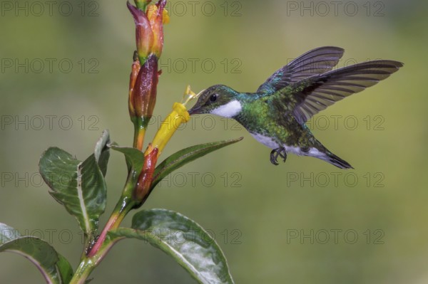 White-throated Hummingbird (Leucochloris albicollis) flying and feeding at a flower in the Atlantic rainforest of southeast Brazil