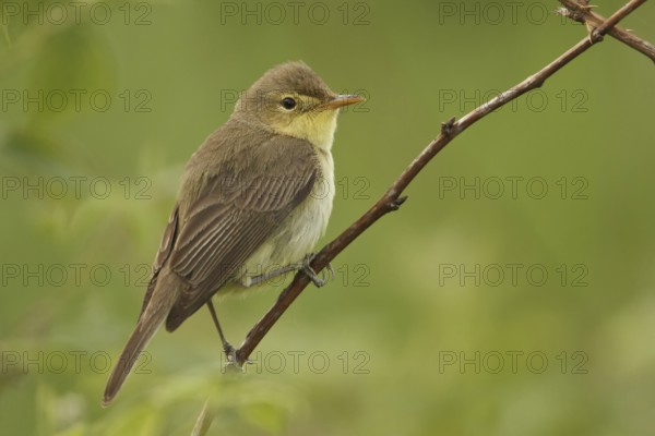 Melodious Warbler (Hippolais polyglotta), Saarland, Germany