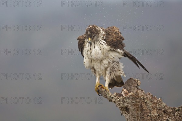 Bonelli's Eagle (Aquila fasciata), Extremadura, Spain