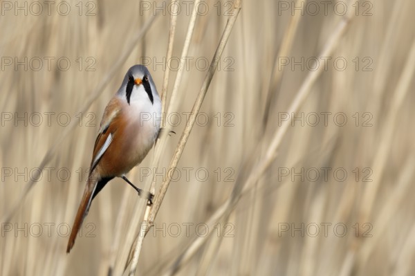 Bearded Reedling (Panurus biarmicus) male perched in reedbed, Mecklenburg-Western, Pomerania, Germany