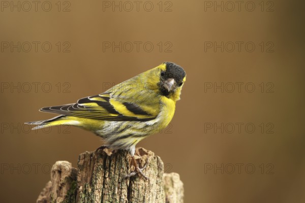 Eurasian Siskin (Spinus spinus) male, Lower Saxony, Germany