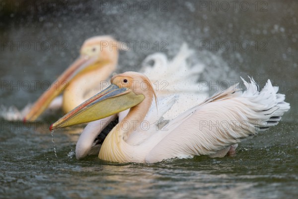 Great White Pelican (Pelecanus onocrotalus), Baden-Wuerttemberg, Germany