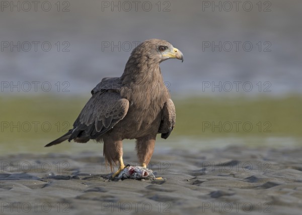 Yellow-billed Kite (Milvus aegyptius) with fish prey, Gambia