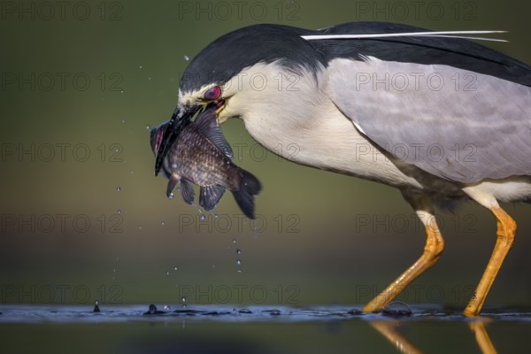 Black-crowned Night Heron (Nycticorax nycticorax) eating fish prey, Hungary