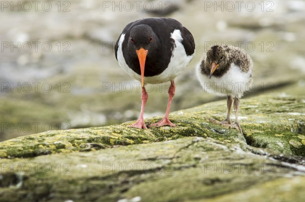 Eurasian Oystercatcher (Haematopus ostralegus) adult and chick, Farne Islands, United Kingdom