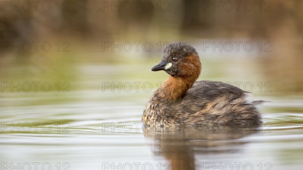 Little Grebe (Tachybaptus ruficollis), Saxony-Anhalt, Germany