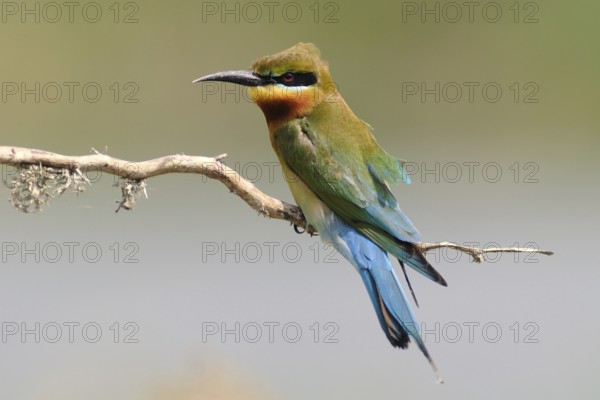 Blue-cheeked Bee-eater (Merops persicus), Sri Lanka