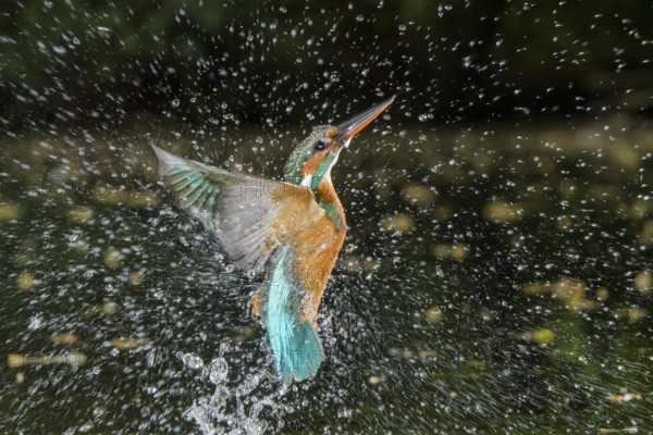 Common Kingfisher (Alcedo atthis) female fishing, Lower Saxony, Germany