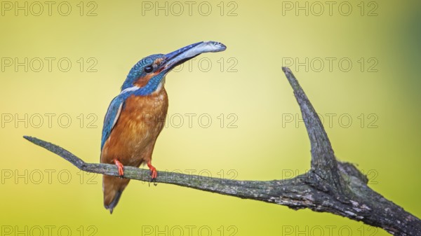 Common Kingfisher (Alcedo atthis) male perched on a branch with fish in its beak, Saxony-Anhalt, Germany