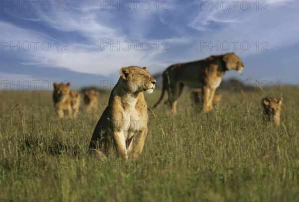 Löwe (Panthera leo), Löwenrudel mit Weibchen und Jungtieren zusammen in der Savanne, Serengeti National Park, Tansania | African Lion (Panthera leo) pack of female lions with cubs in savanna, Serengeti National Park; Tanzania