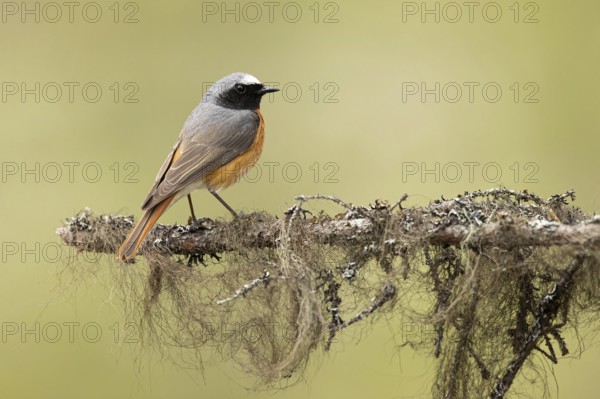 Common Redstart (Phoenicurus phoenicurus) male perched on a branch, Dalarna, Sweden