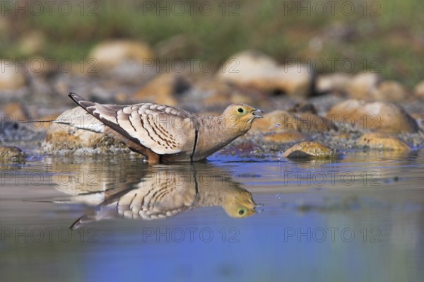 Chestnut-bellied Sandgrouse (Pterocles exustus) male, Oman