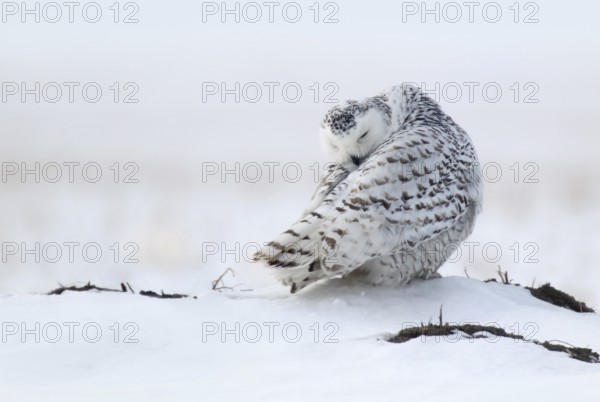 Snowy Owl (Bubo scandiacus), Ontario, Canada