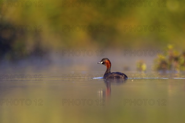 Little Grebe (Tachybaptus ruficollis), North Rhine-Westphalia, Germany
