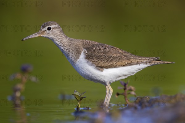 Common Sandpiper (Actitis hypoleucos), North Rhine-Westphalia, Germany