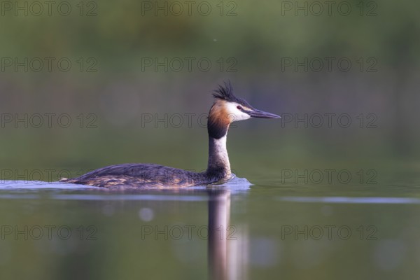 Great Crested Grebe (Podiceps cristatus), North Rhine-Westphalia, Germany
