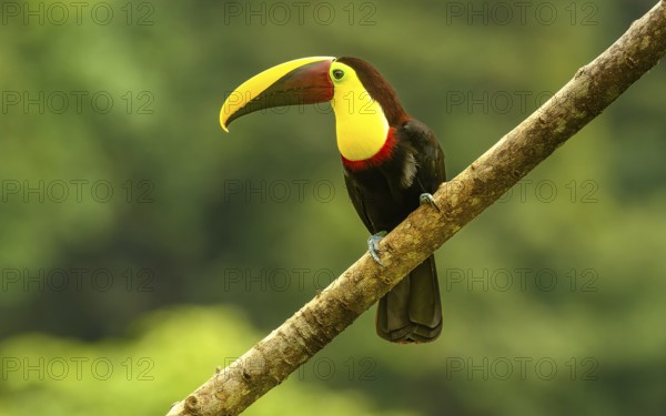 Swainson-Tukan oder Braunrückentukan (Ramphastos swainsonii)