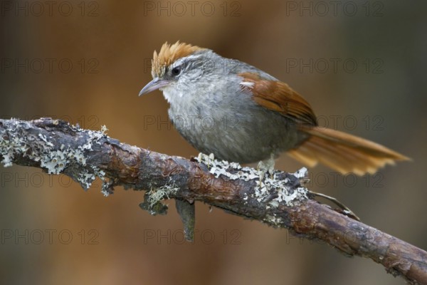 Baron's Spinetail (Cranioleuca baroni), Central Highlands, Peru