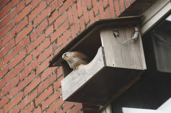 Common Kestrel (Falco tinnunculus), Lower Saxony, Germany