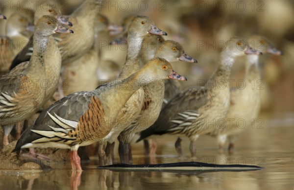 Plumed Whistling Duck (Dendrocygna eytoni), Australia