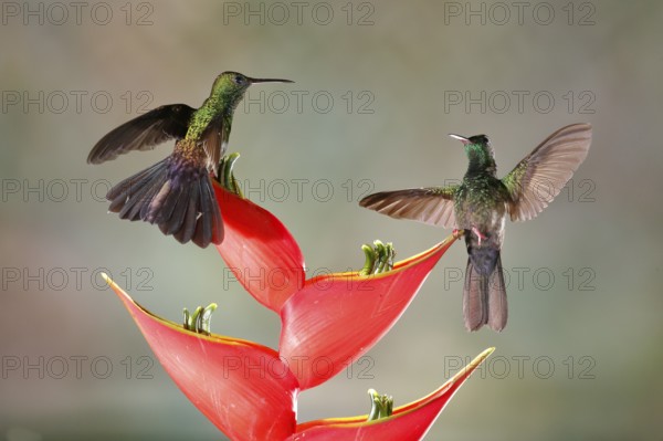 Bronze-tailed Plumeleteer (Chalybura urochrysia) males flying while feeding at flower nectar, Costa Rica