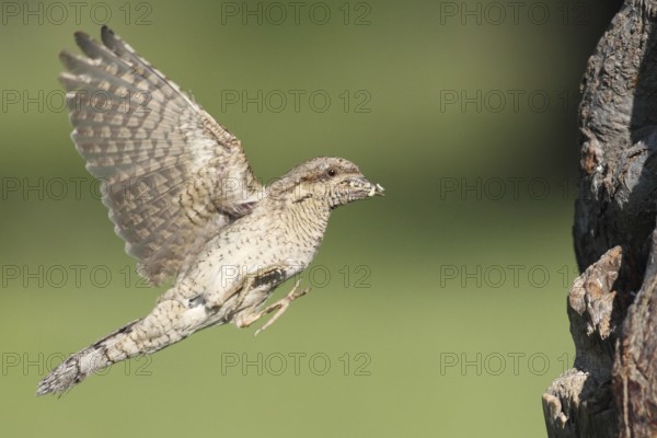Eurasian Wryneck (Jynx torquilla) flying, Baden-Wuerttemberg, Germany