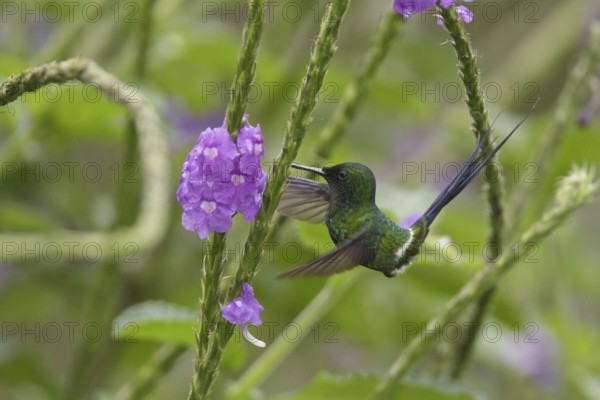 Green Thorntail (Discosura conversii), Costa Rica