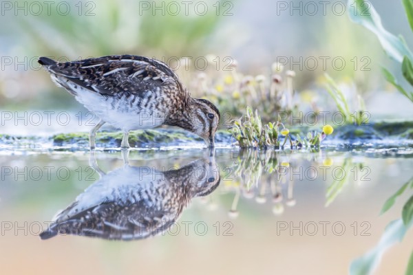 Common Snipe (Gallinago gallinago) foraging, Groningen, Netherlands