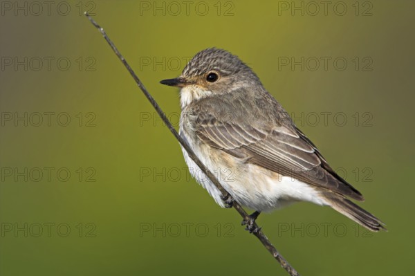 Spotted Flycatcher (Muscicapa striata), Greece