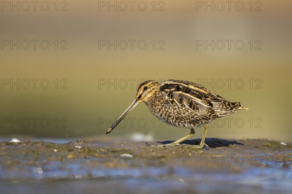 Common Snipe (Gallinago gallinago) foraging, North Rhine-Westphalia, Germany