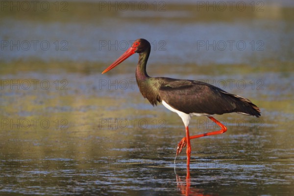 Black Stork (Ciconia nigra) foraging, Greece
