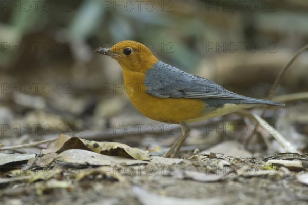 Orange-headed Thrush (Geokichla citrina), Khao Yai National Park, Thailand