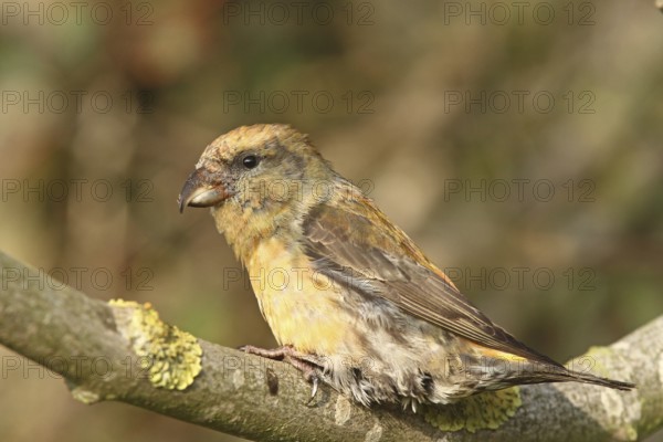 Red Crossbill (Loxia curvirostra) male, Schleswig-Holstein, Germany