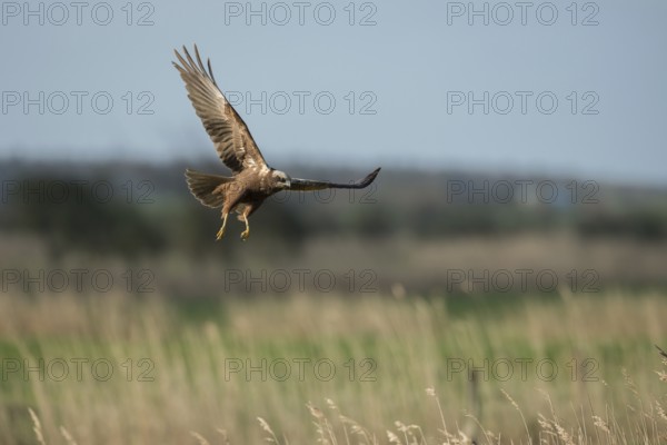 Western Marsh Harrier (Circus aeruginosus) female flying, Schleswig-Holstein, Germany