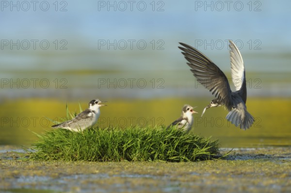 Black Tern (Chlidonias niger) juvenile, Netherlands