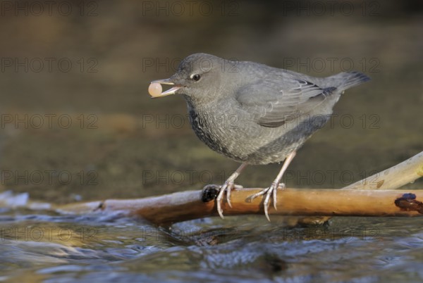 American Dipper (Cinclus mexicanus), British Columbia, Canada