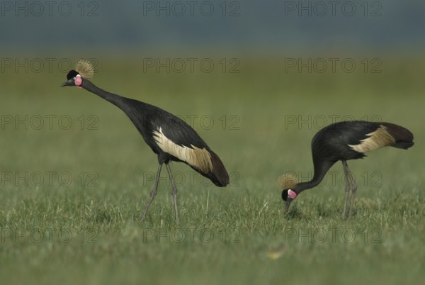 Black Crowned Crane (Balearica pavonina) foraging, Lake, Awasa, Ethiopia