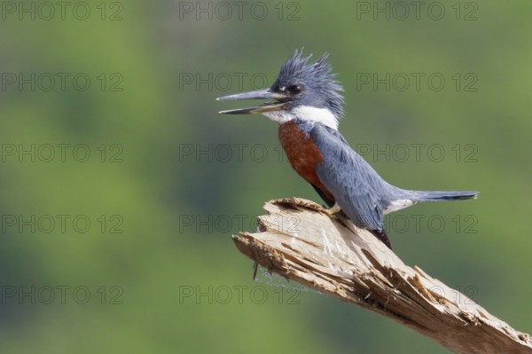 Ringed Kingfisher (Ceryle torquata) perched on a branch in Costa Rica, Central America