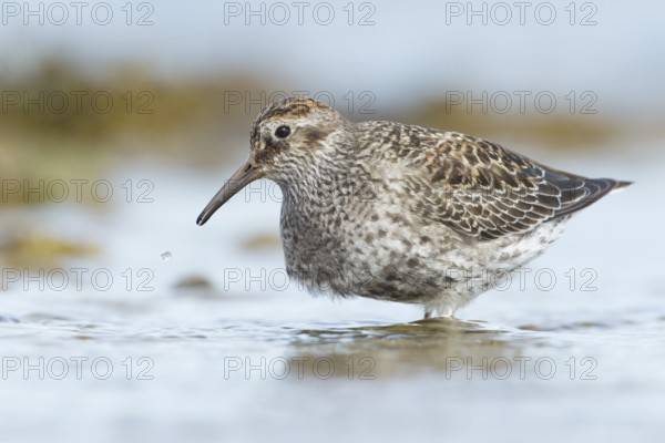 Purple Sandpiper (Calidris maritima), Myvatn, Iceland