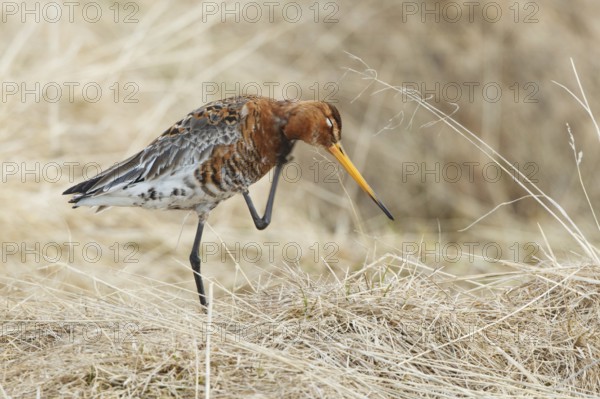 Black-tailed Godwit (Limosa limosa), Myvatn, Iceland
