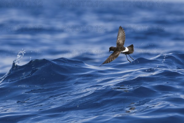 New Zealand storm petrel (Fregetta maoriana) in flight