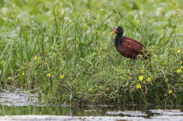 Wattled Jacana (Jacana jacana) in a lake in Manu National Park, Peru
