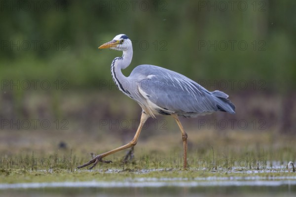 Grey Heron (Ardea cinerea), North Rhine-Westphalia, Germany