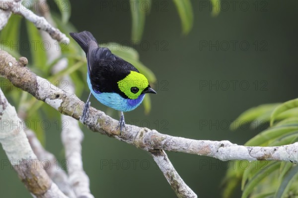 Paradise Tanager (Tangara chilensis) perched on a branch in Ecuador