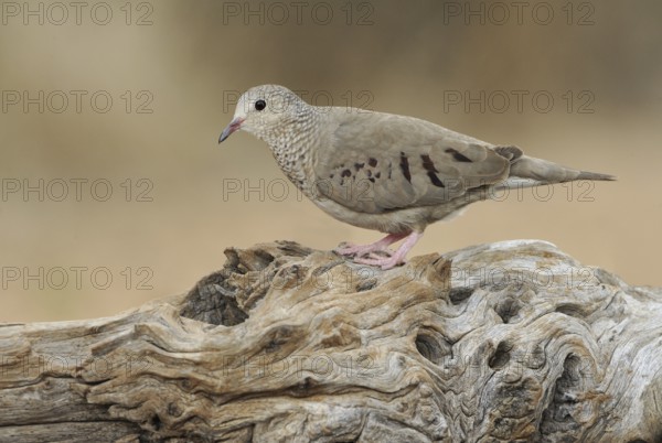 Common Ground Dove (Columbina passerina), Arizona, USA