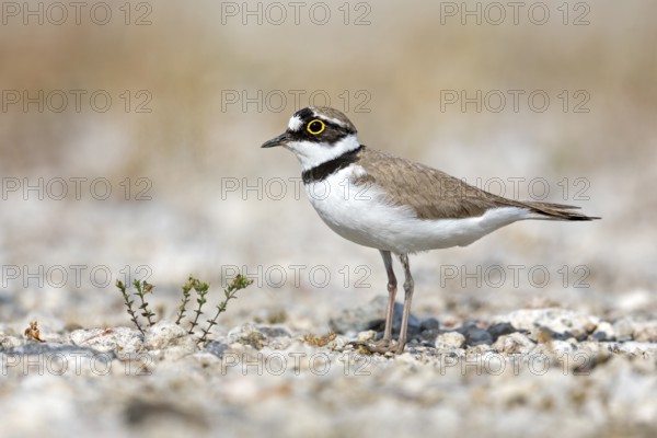 Little Ringed Plover (Charadrius dubius), Saxony-Anhalt, Germany