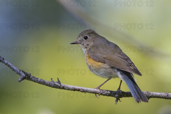 Orange-flanked Bluetail - Blauschwanz - Tarsiger cyanurus, Kazakhstan, female