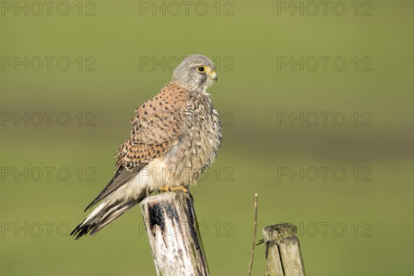 Torenvalk; Common Kestrel; Falco tinnunculus;