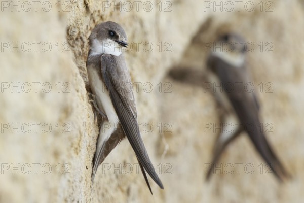 Sand Martin (Riparia riparia), North Rhine-Westphalia, Germany