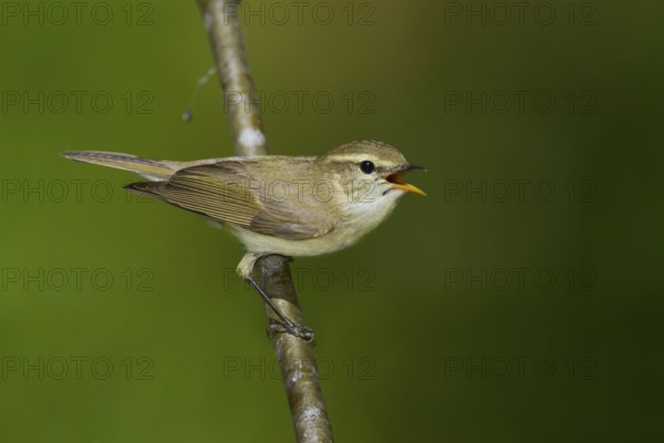 Greenish Warbler - Grünlaubsänger - Phylloscopus trochiloides